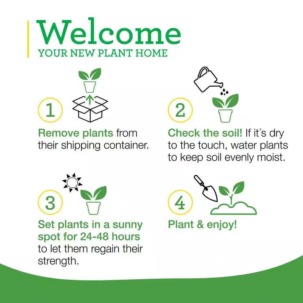 19 Oz. Big Beef Tomato Plant (2-Pack)