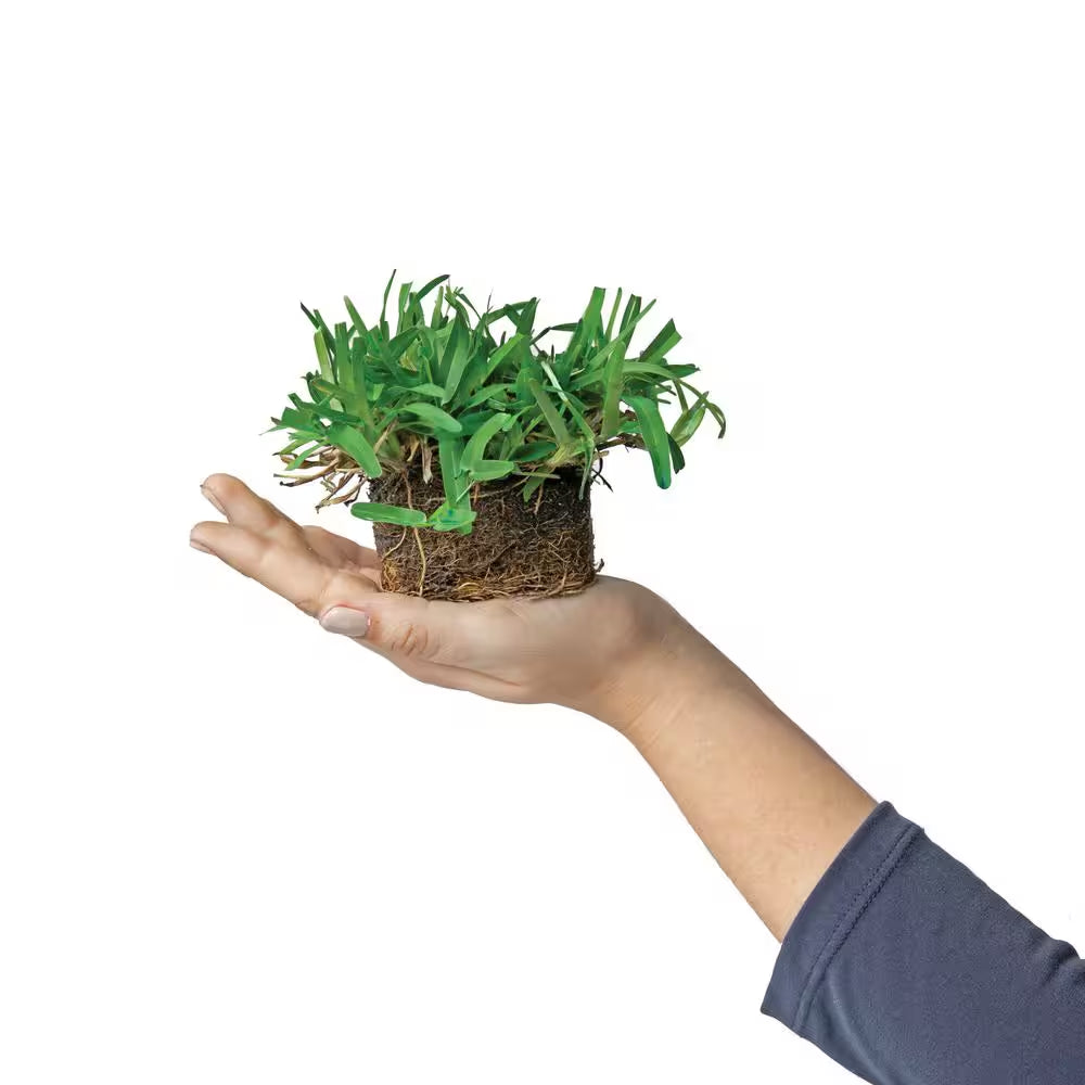 St Augustine Seville Grass Plugs (32-Count) Natural, Affordable Lawn Improvement