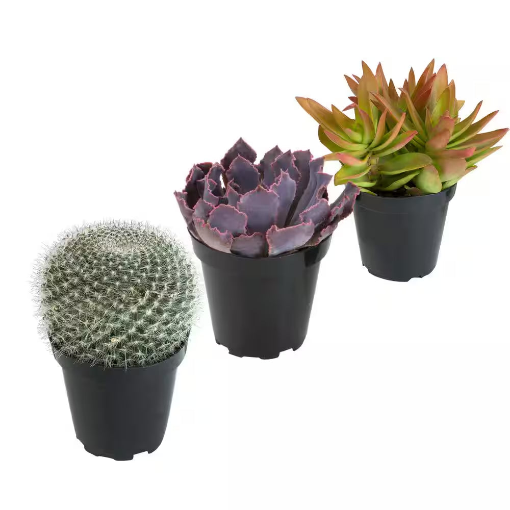 3.5" Live Plant Assortment of 2 Succulents and 1 Cactus