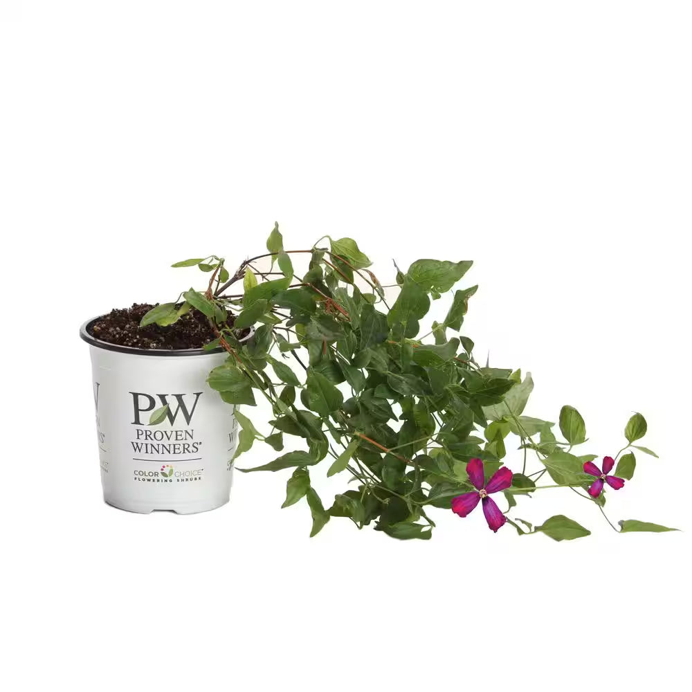 4.5 In. Qt. Sweet Summer Love (Clematis) Live Shrub, Red-Purple Flowers