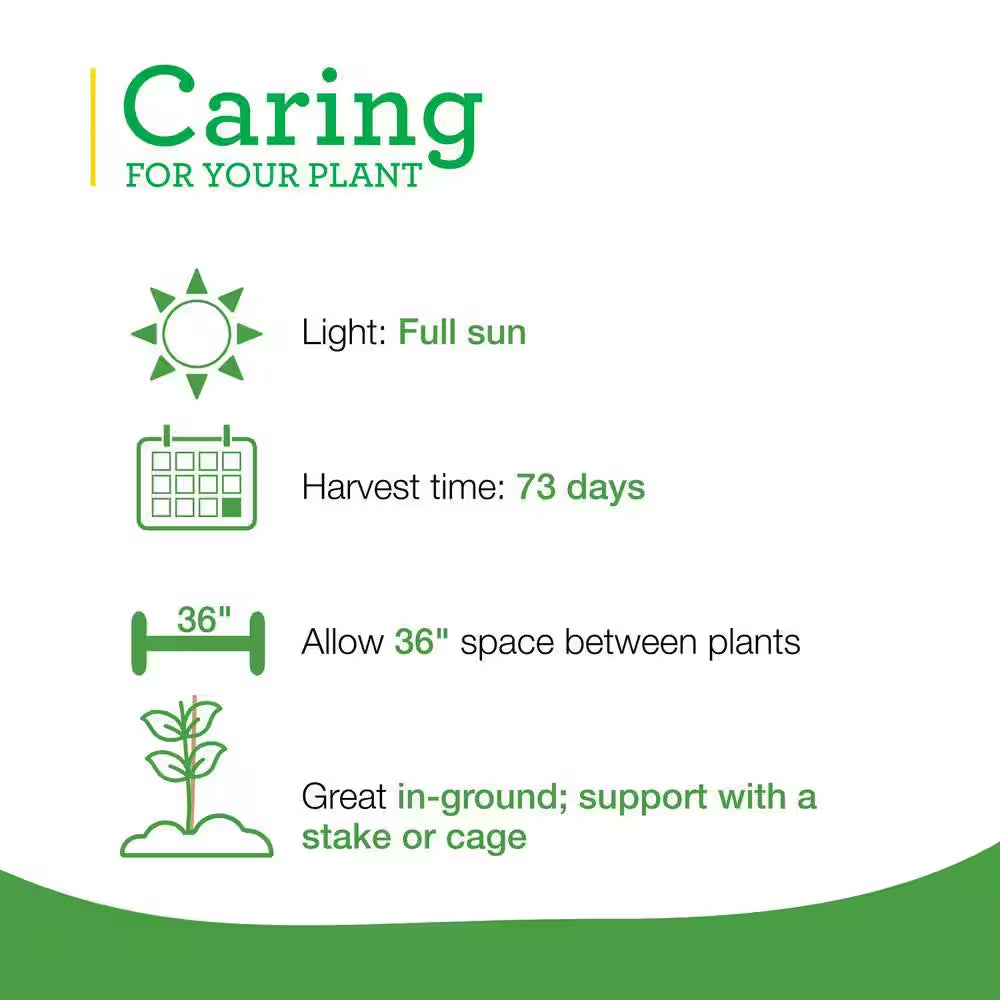 19 Oz. Big Beef Tomato Plant (2-Pack)