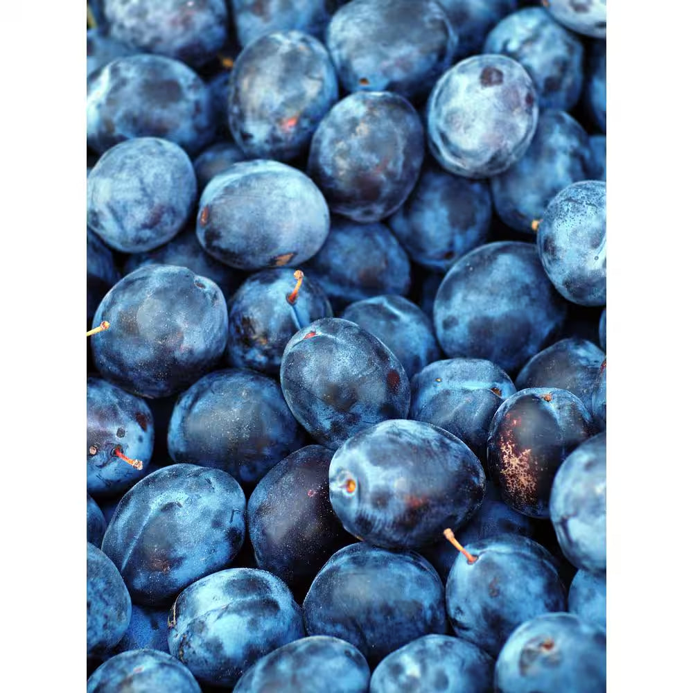 Dwarf Italian Plum Tree Bare Root
