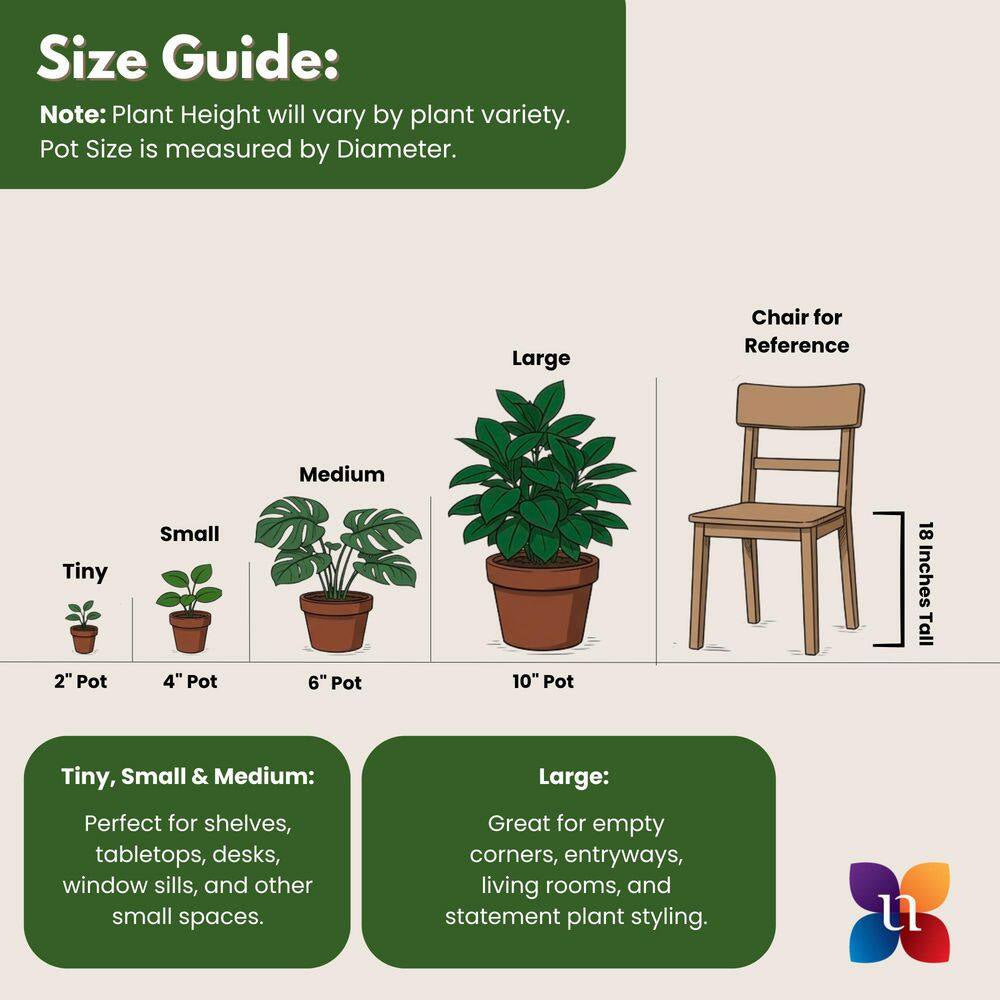 Schefflera Amate Umbrella Plant in 9.25 Inch Grower Pot