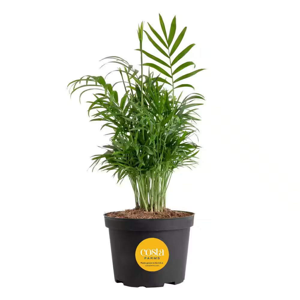 Neanthebella Indoor Palm in 6 In. Grower Pot, Avg. Shipping Height 1-2 Ft. Tall