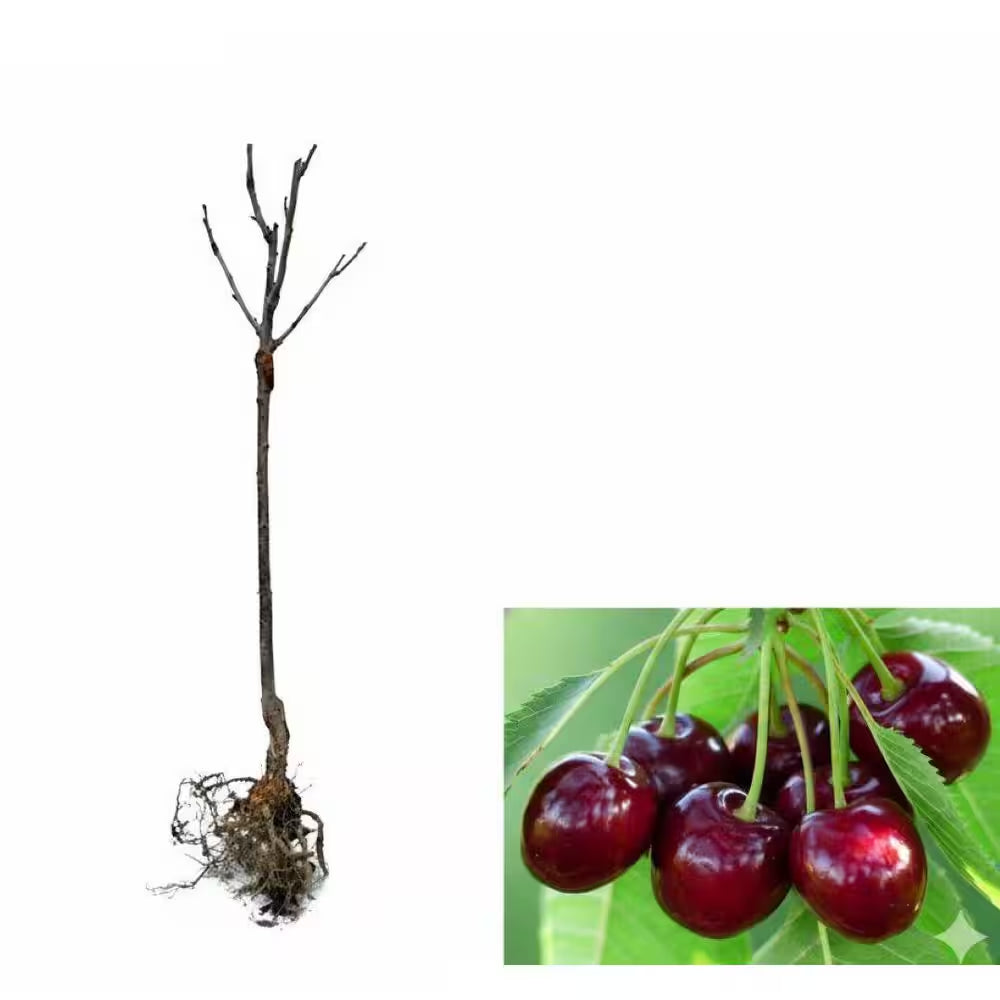 3 Ft. Lapins Cherry Semi Dwarf Tree with Abundant Self Pollinating Fruit