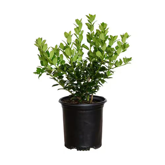 2.5 Qt. Dwarf Burford Holly (Ilex), Live Evergreen Shrub, Glossy Foliage with a Single Spin
