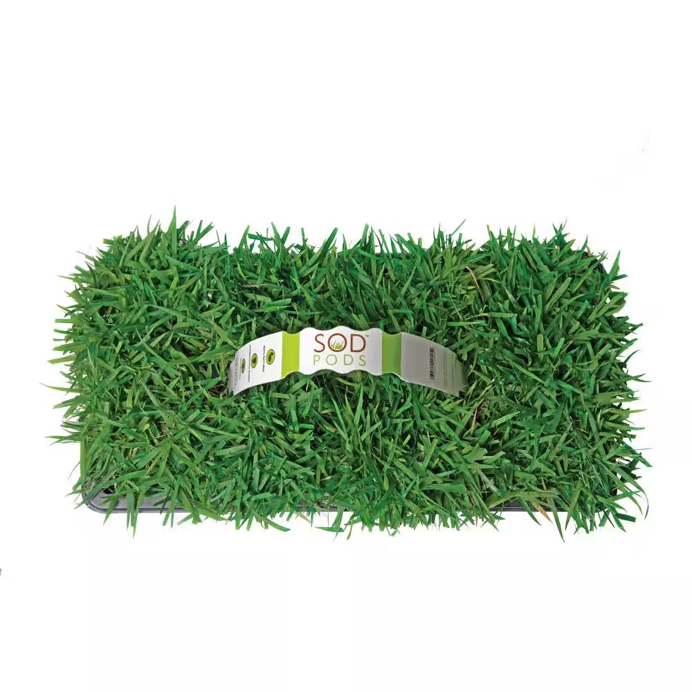Zoysia Grass Sod Plugs (32-Count) Natural, Affordable Lawn Improvement