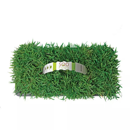 Zoysia Grass Sod Plugs (32-Count) Natural, Affordable Lawn Improvement