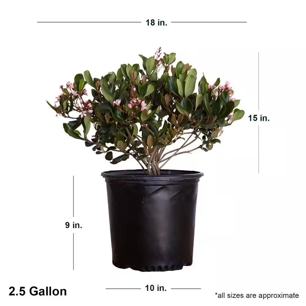 2.5 Gal. Eleanor Taber Indian Hawthorn, Live Evergreen Shrub, Pink Blooms