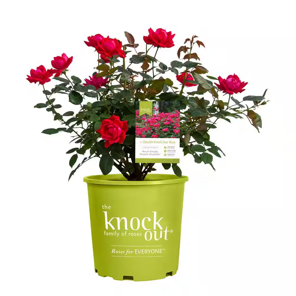 1 Gal. Red Double  Rose Bush with Red Flowers