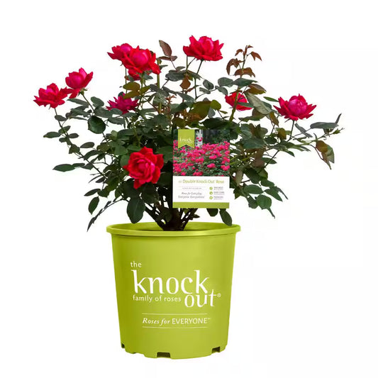 1 Gal. Red Double  Rose Bush with Red Flowers