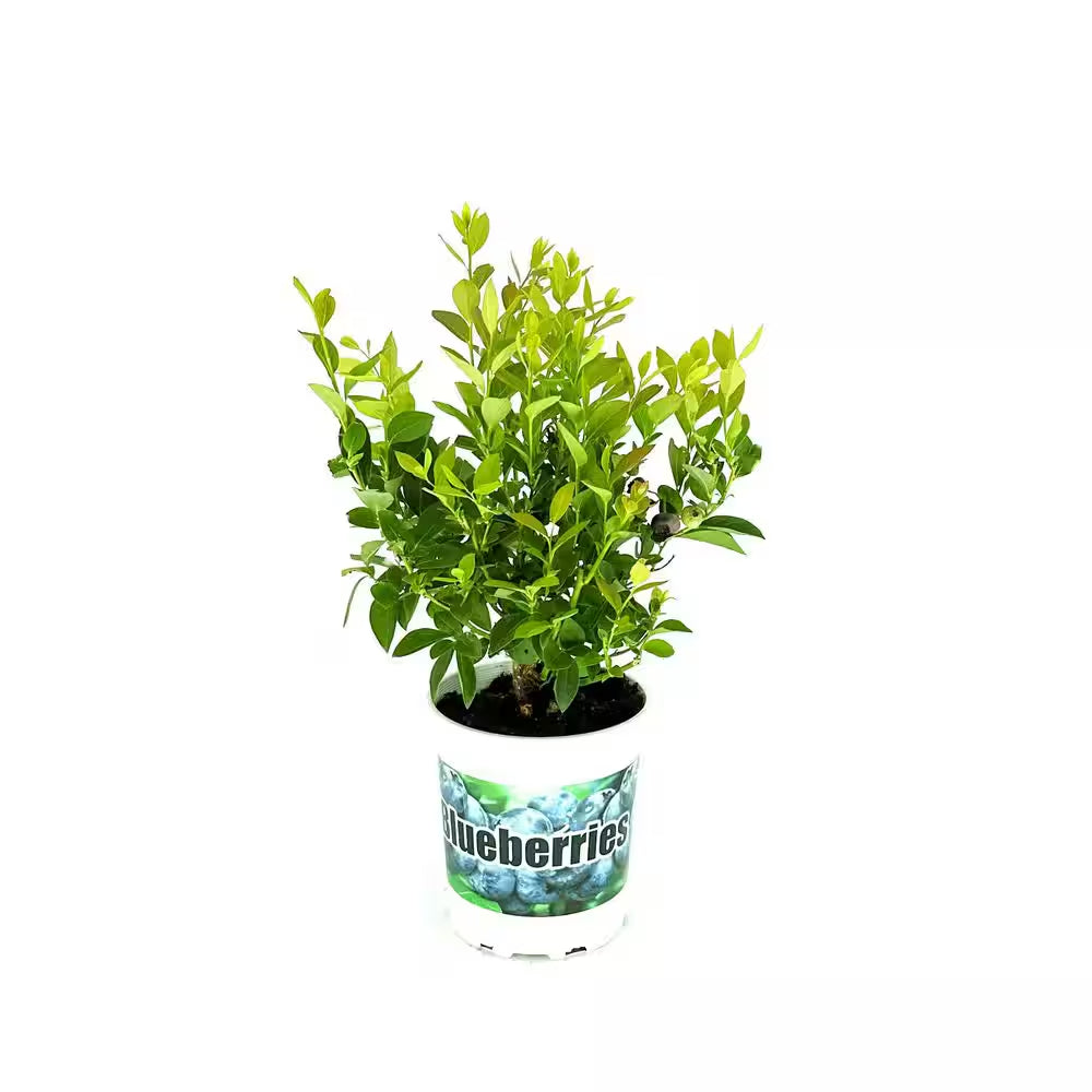 2.5 Qt. Toro Blueberry Live Plant with Large, Sweet Berries