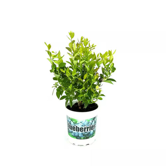2.5 Qt. Toro Blueberry Live Plant with Large, Sweet Berries