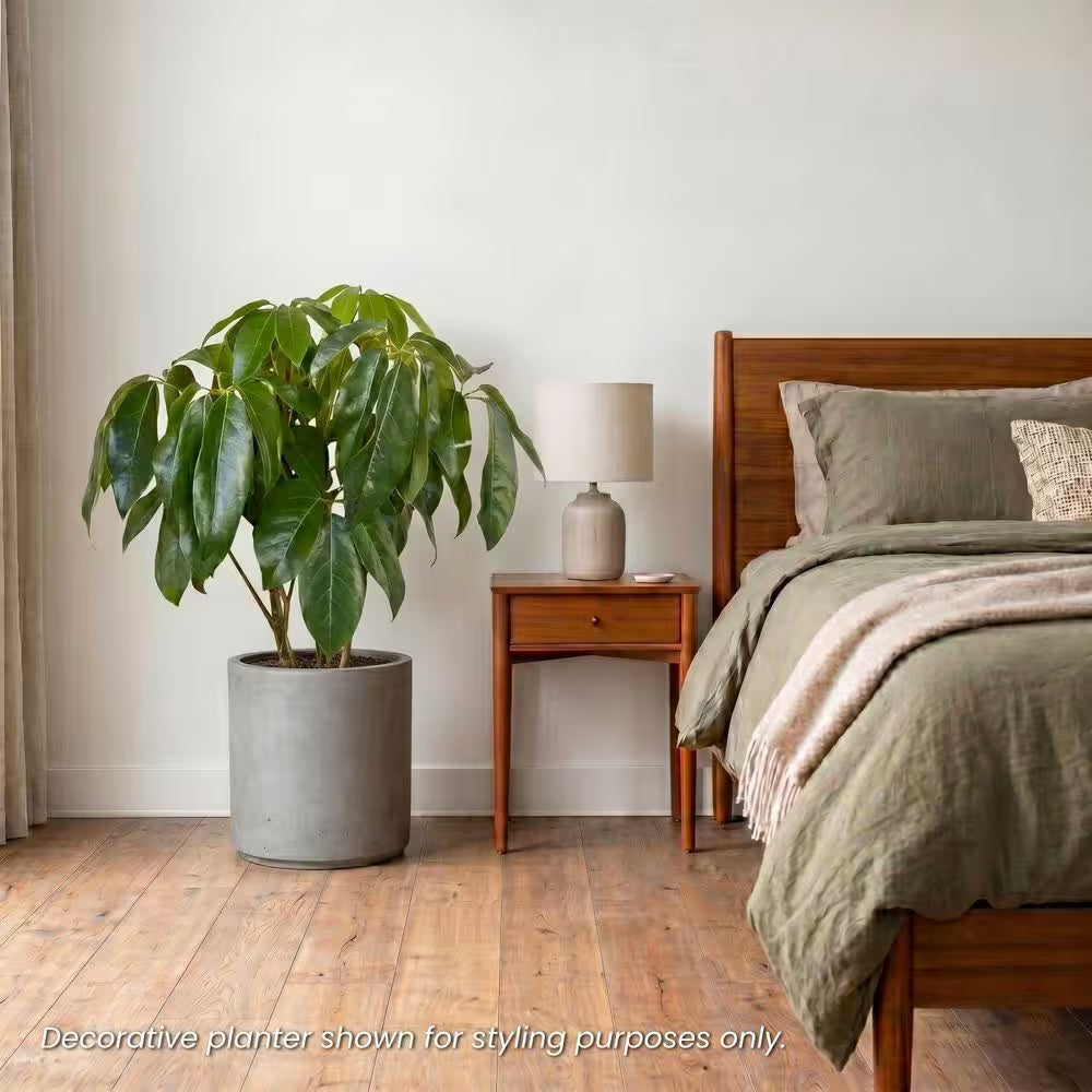 Schefflera Amate Umbrella Plant in 9.25 Inch Grower Pot