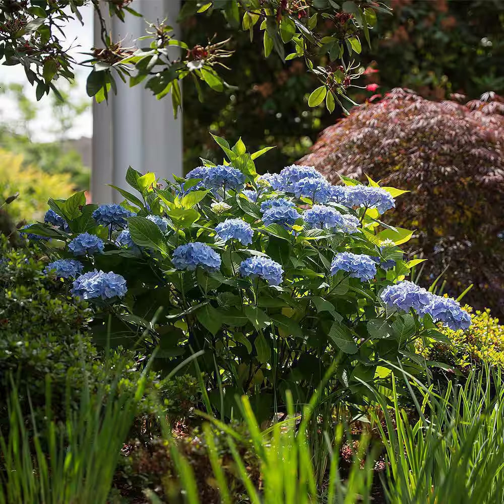 1 Gal. the Original Reblooming Hydrangea Flowering Shrub with Pink or Blue Flowers