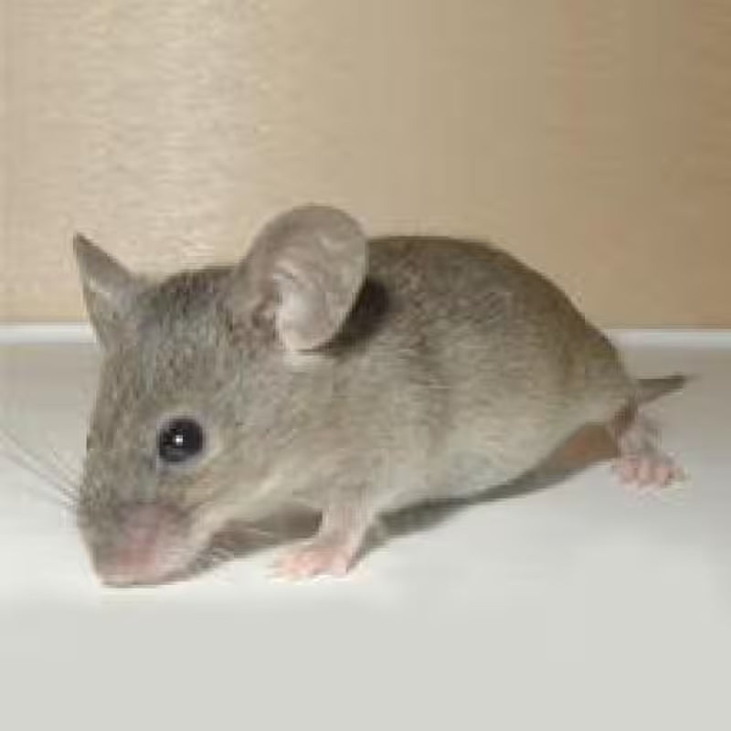 Transonic Bug Chaser Electronic All Pest Repeller Mice Insects
