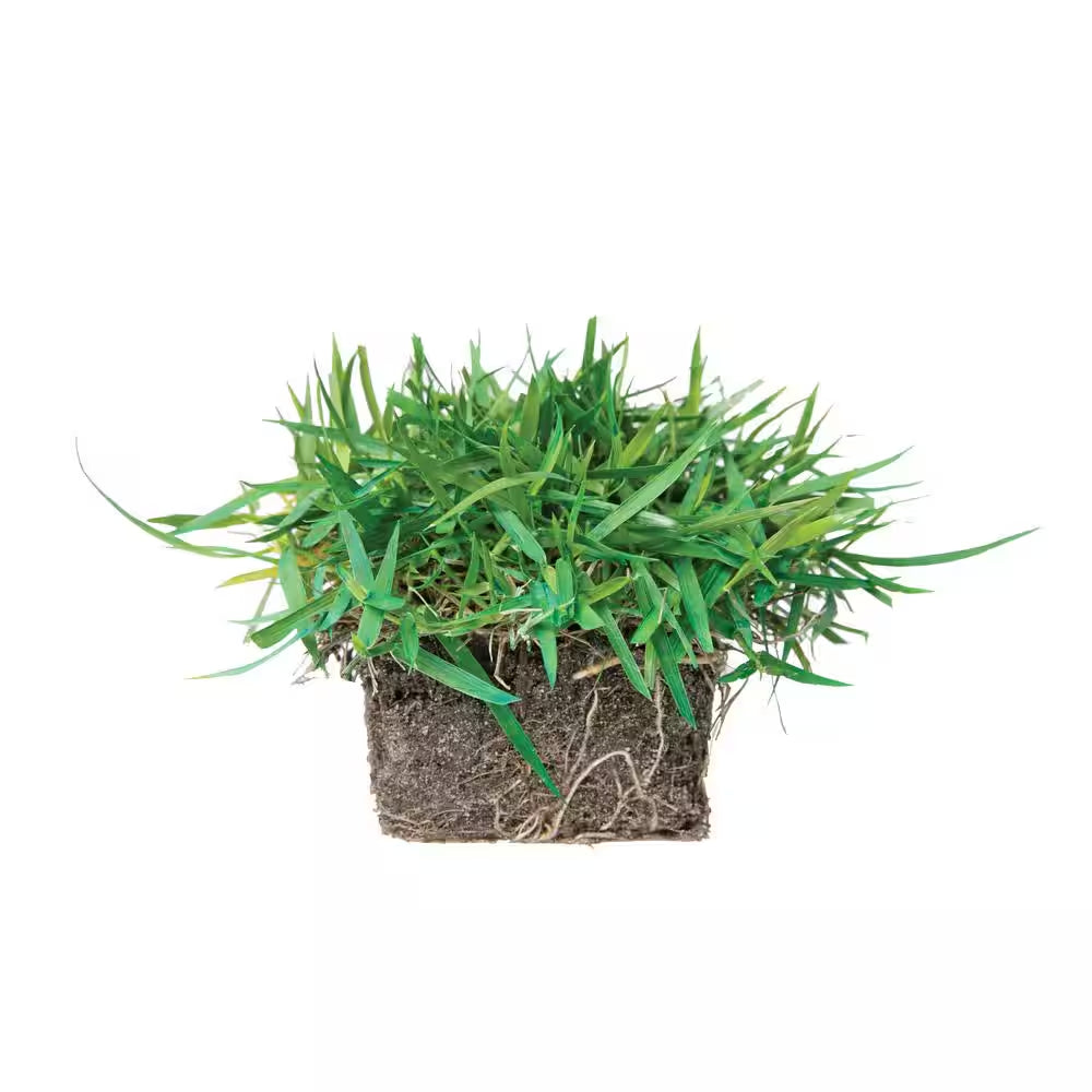 Zoysia Grass Sod Plugs (32-Count) Natural, Affordable Lawn Improvement
