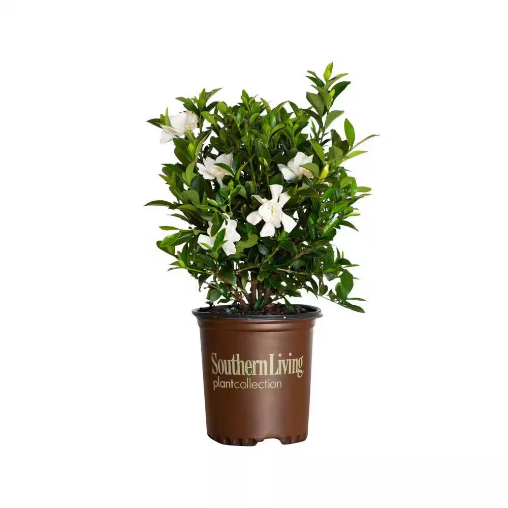 2.5 Qt. Jubilation Gardenia, Live Evergreen Shrub, White Fragrant Blooms