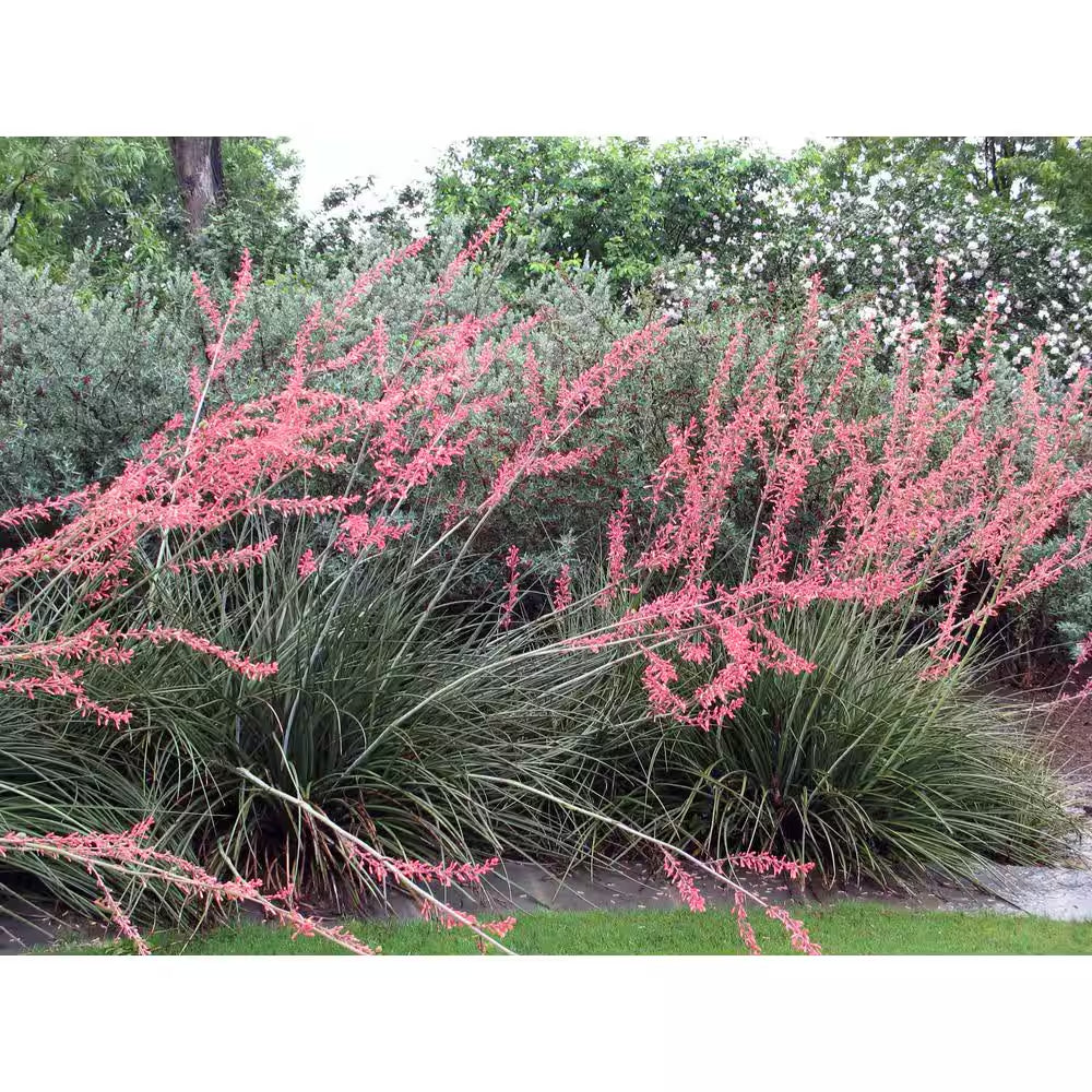 Red Yucca Live Succulent Shrub (Hesperaloe Parviflora), Drought Tolerant Landscape Plant, 1 Gal. Grower Pot, Easy Care