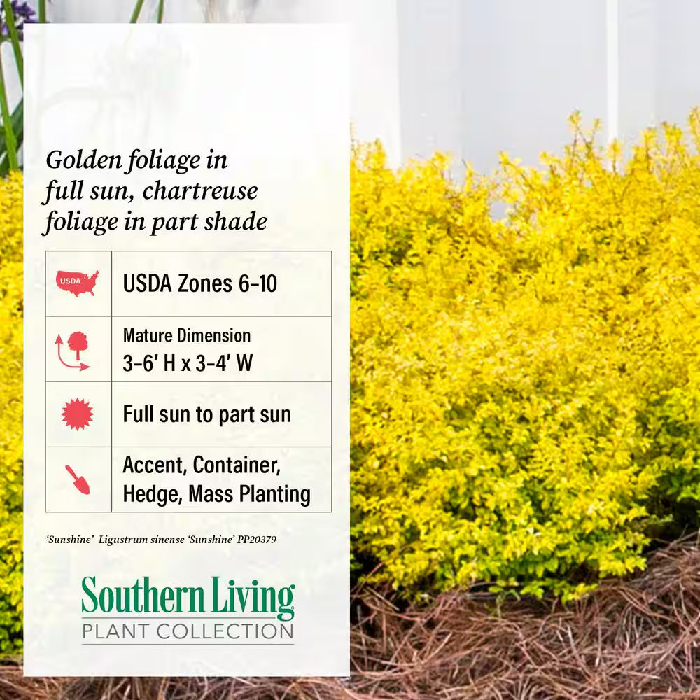 2.5 Qt. Sunshine Ligustrum, Evergreen Shrub, Bright Golden-Yellow Foliage