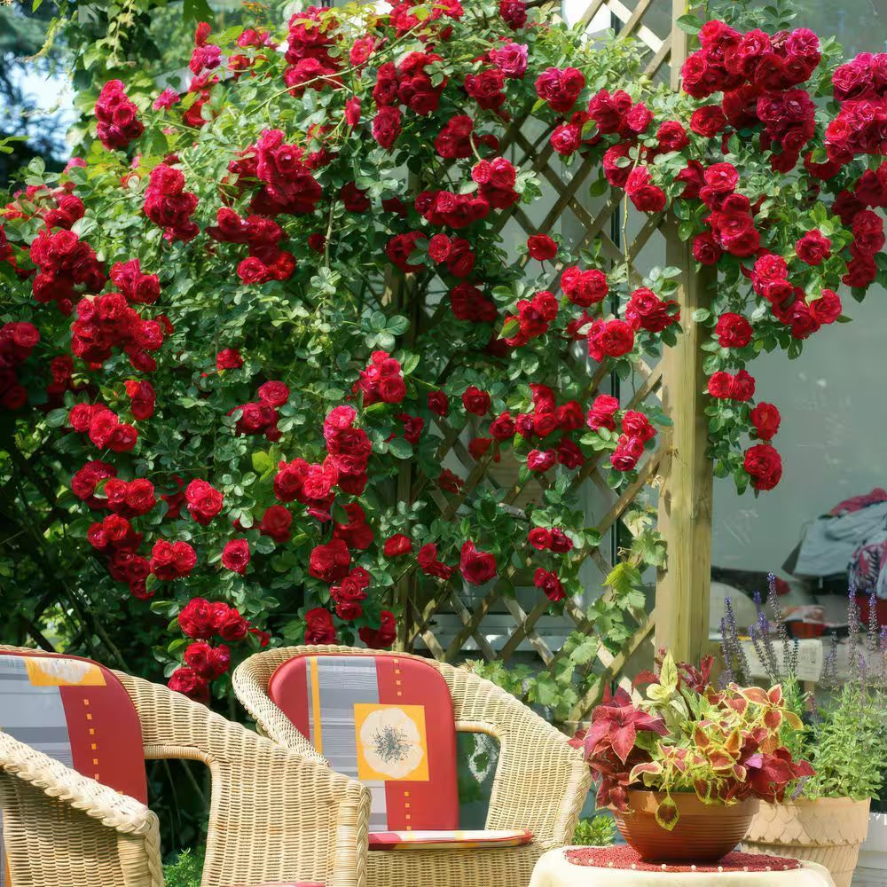 Bare Root Rose Climbing Blaze with Red Flowers (2-Pack)