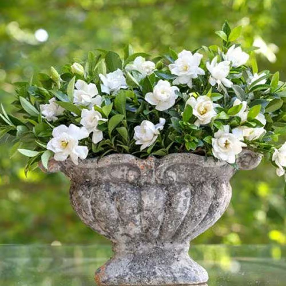 2.5 Qt. Jubilation Gardenia, Live Evergreen Shrub, White Fragrant Blooms