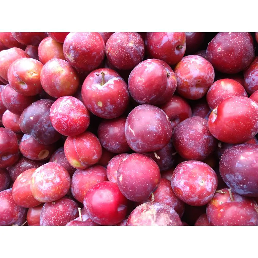 Dwarf Santa Rosa Plum Tree Bare Root
