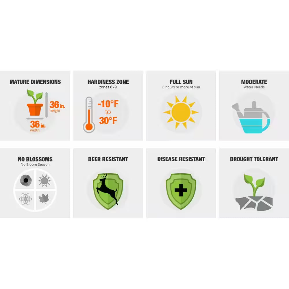 2.5 Qt. Sunshine Ligustrum, Evergreen Shrub, Bright Golden-Yellow Foliage