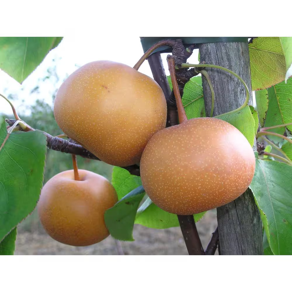 Dwarf Chojuro Asian Pear Tree Bare Root