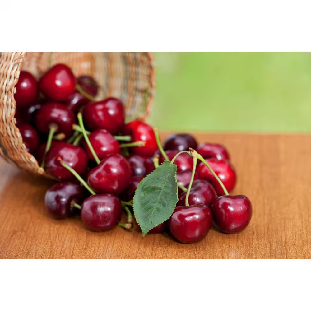 3 Ft. Lapins Cherry Semi Dwarf Tree with Abundant Self Pollinating Fruit