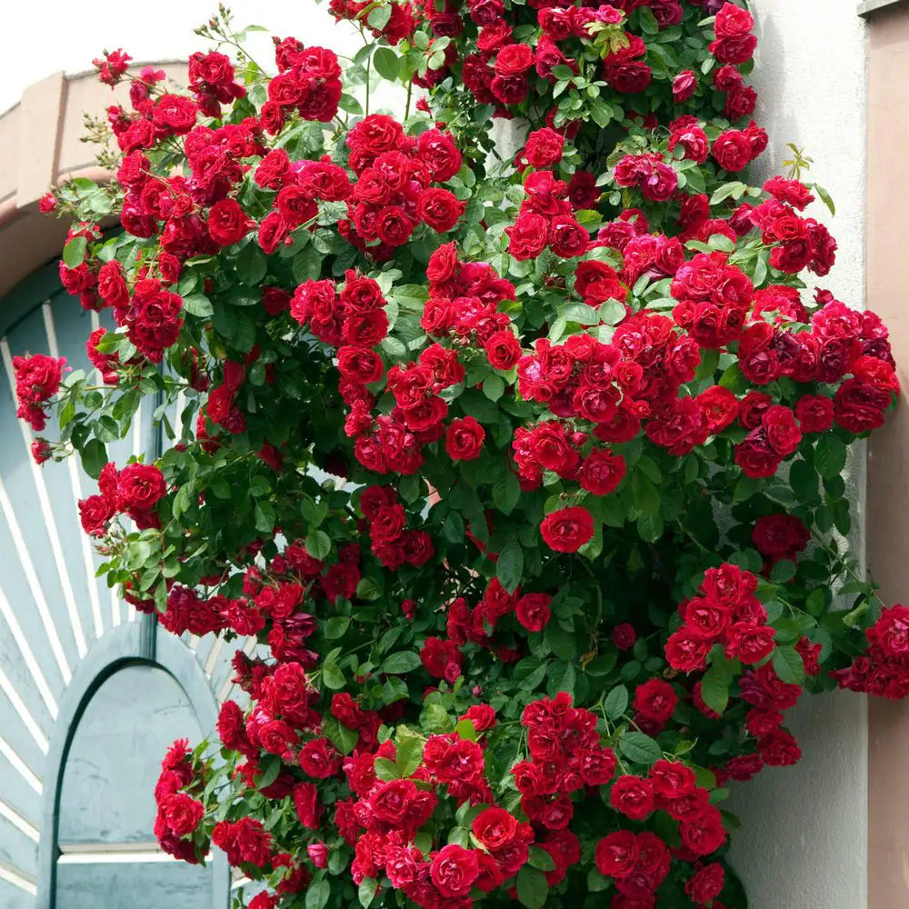 Bare Root Rose Climbing Blaze with Red Flowers (2-Pack)