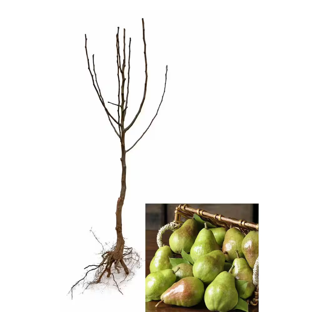 Dwarf Bartlett Pear Tree Bare Root