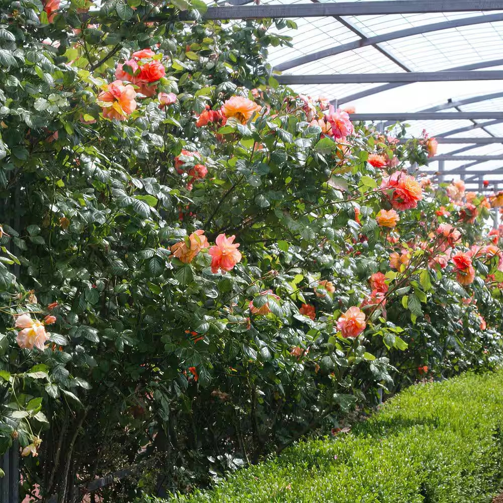 Bare Root Rose Climbing Joseph'S Coat with Orange Flowers (2-Pack)