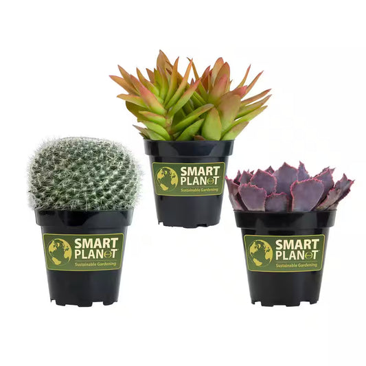 3.5" Live Plant Assortment of 2 Succulents and 1 Cactus