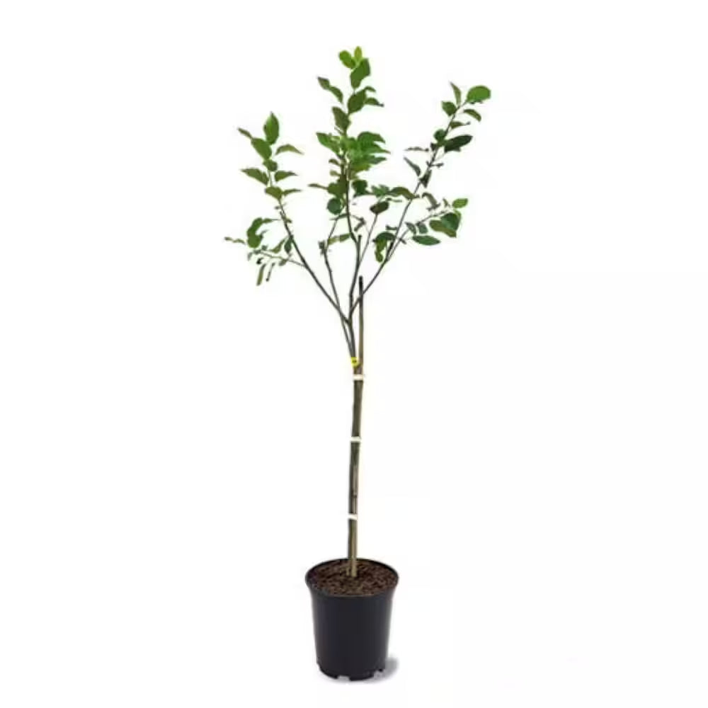 3 Ft. Honeycrisp Apple Tree with Large Delicioulsy Sweet Fruit Perfect for Eating Fresh