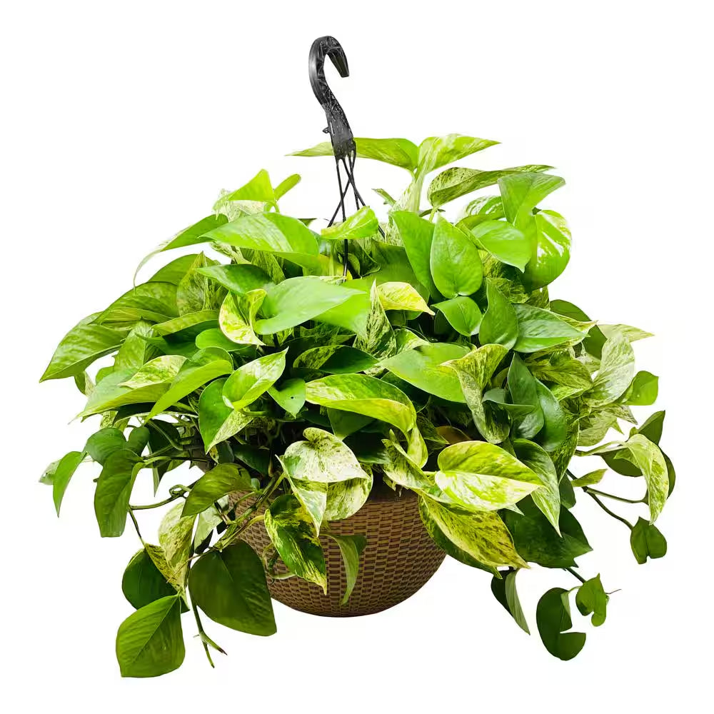 2 Gal. Golden Pothos Plant in 12 In. Hanging Basket