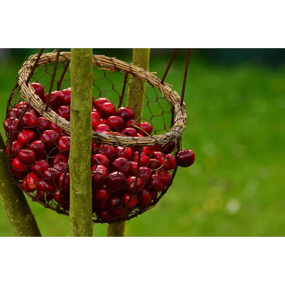 3 Ft. Lapins Cherry Semi Dwarf Tree with Abundant Self Pollinating Fruit