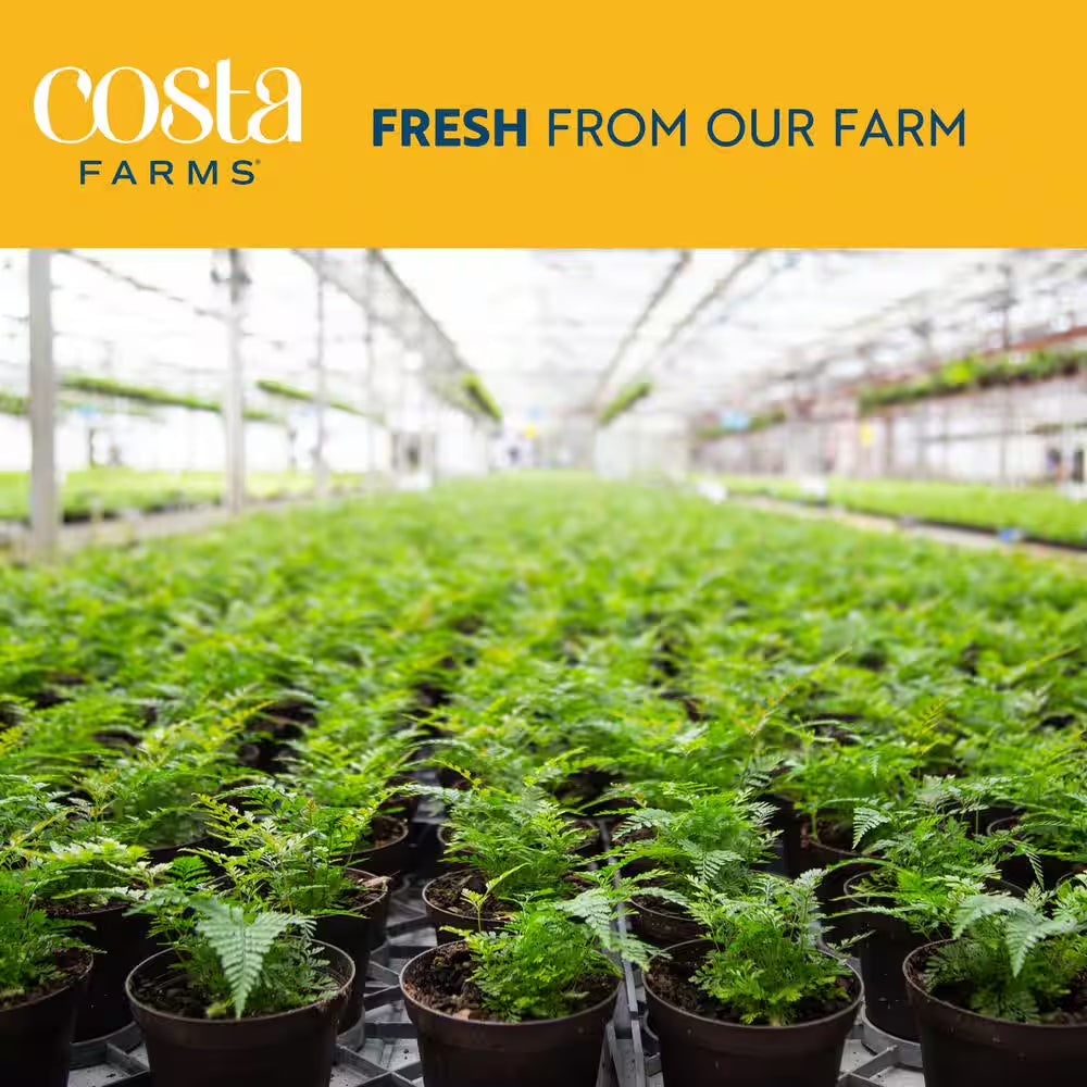 Neanthebella Indoor Palm in 6 In. Grower Pot, Avg. Shipping Height 1-2 Ft. Tall