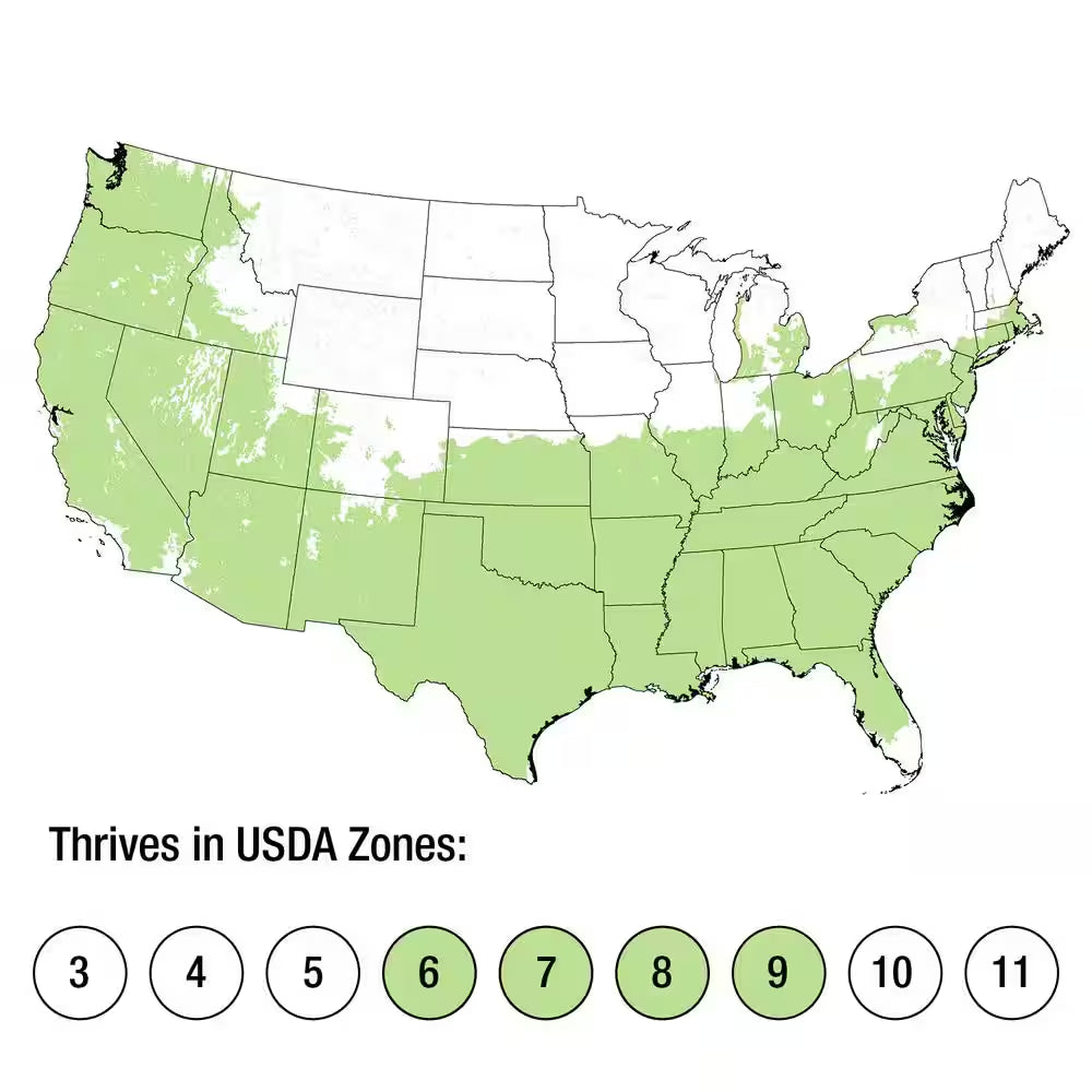 2.5 Qt. Dwarf Burford Holly (Ilex), Live Evergreen Shrub, Glossy Foliage with a Single Spin