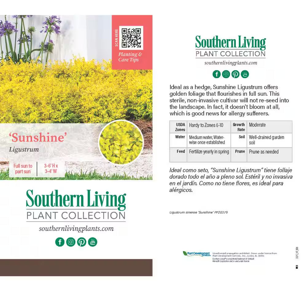 2.5 Qt. Sunshine Ligustrum, Evergreen Shrub, Bright Golden-Yellow Foliage