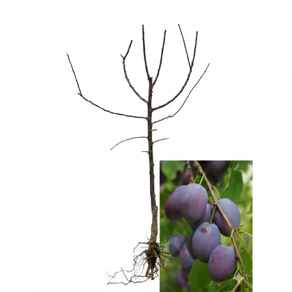 Dwarf Italian Plum Tree Bare Root