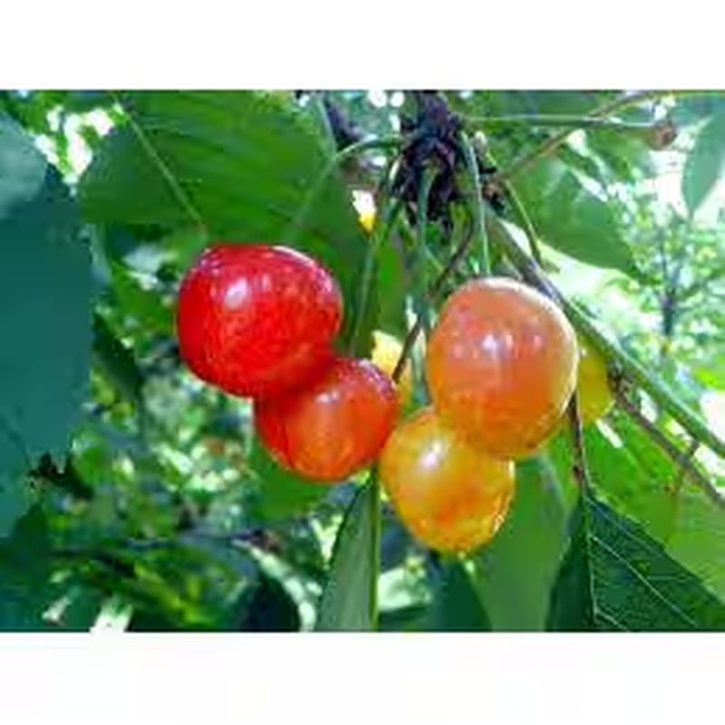 3 Ft. Rainier Cherry Tree with Blonde-Yellow Sweet Fruit