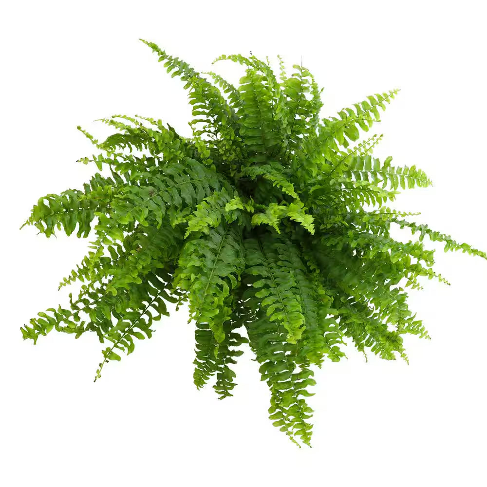 6 In. Boston Fern Plant in Hanging Basket (Nephrolepis Exaltata)