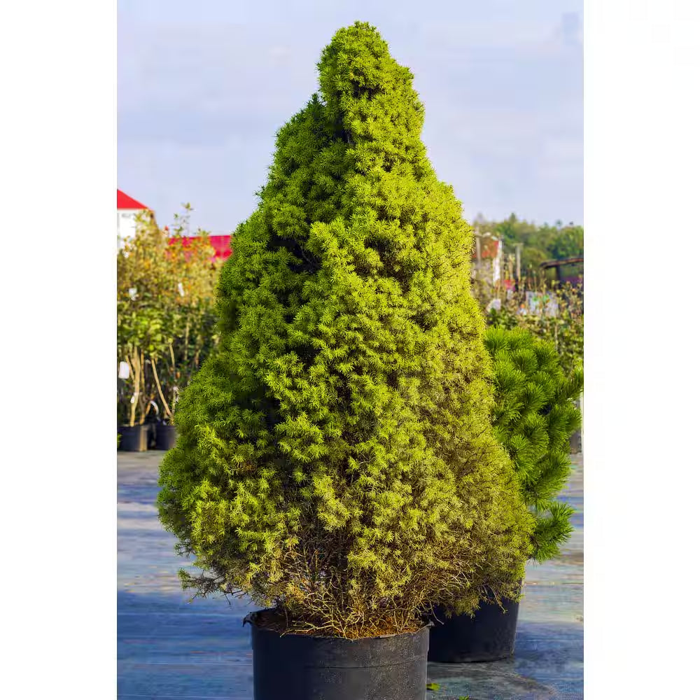 1 Gal. Dwarf Alberta Spruce Shrub Aromatic and Soft Evergreen Foliage, Almost No Maintenance Required