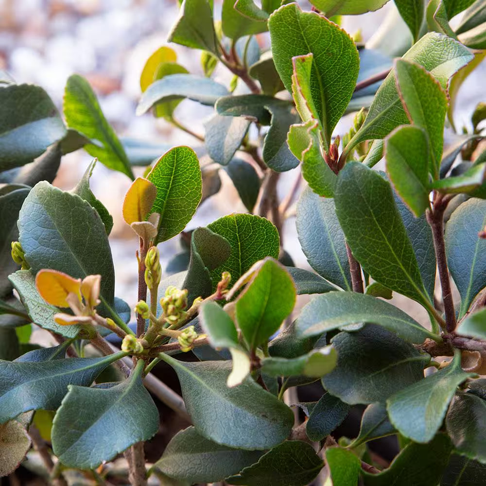 2.5 Gal. Eleanor Taber Indian Hawthorn, Live Evergreen Shrub, Pink Blooms