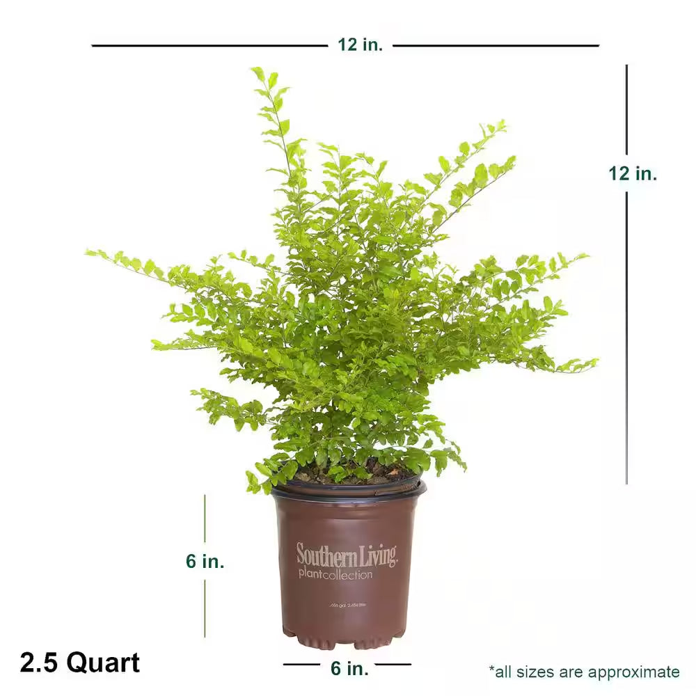 2.5 Qt. Sunshine Ligustrum, Evergreen Shrub, Bright Golden-Yellow Foliage