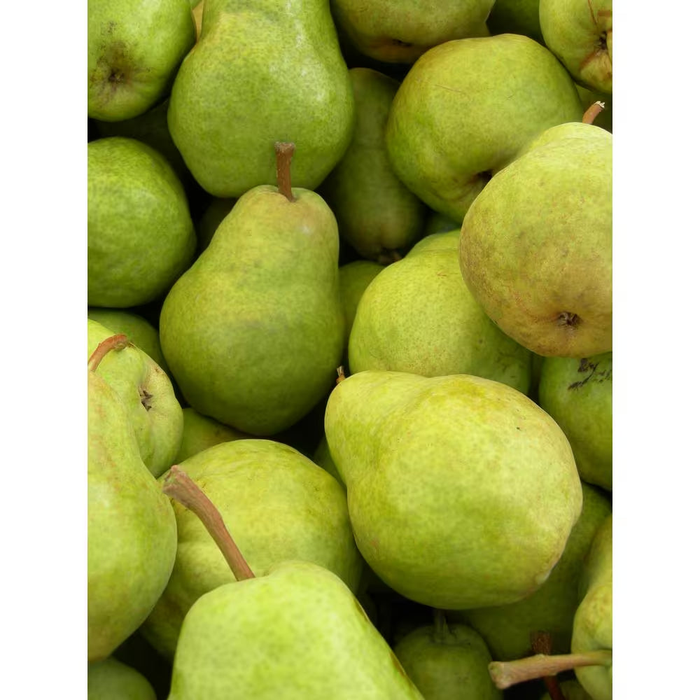 Dwarf Bartlett Pear Tree Bare Root