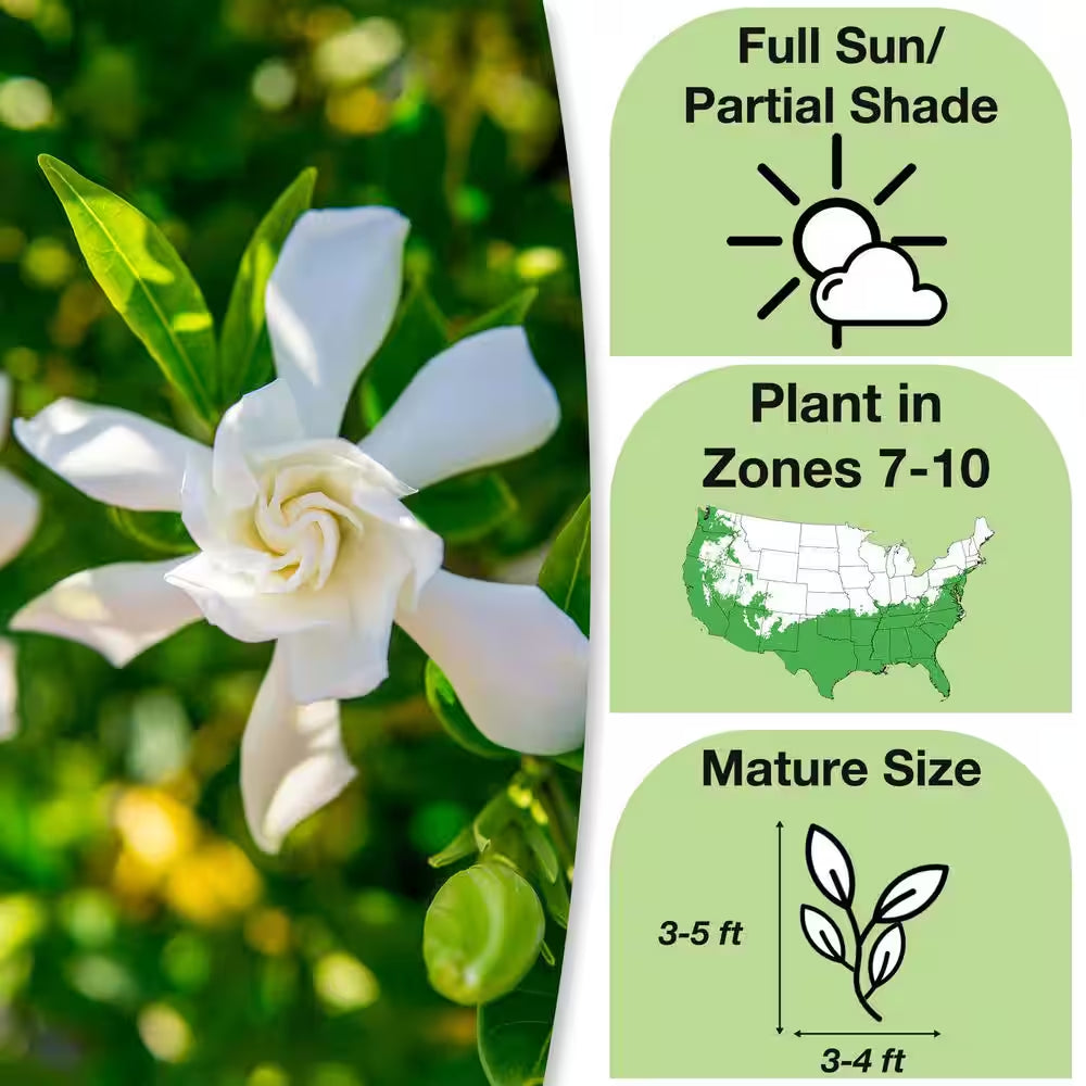 Frostproof Gardenia Plant in 1 Gal. Grower'S Pot, Fragrant White Flowers