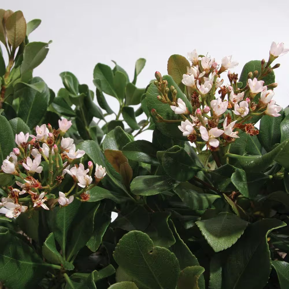 2.5 Gal. Eleanor Taber Indian Hawthorn, Live Evergreen Shrub, Pink Blooms