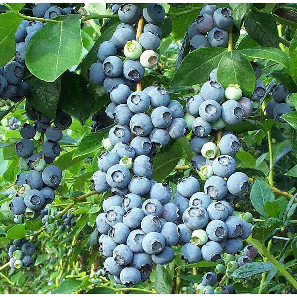 2.5 Qt. Duke Blueberry Live Plant with Large, Crisp Berries
